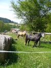 Květnový víkend u koní v Bučovicích