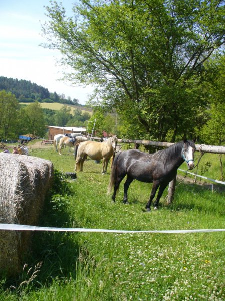 Květnový víkend u koní v Bučovicích